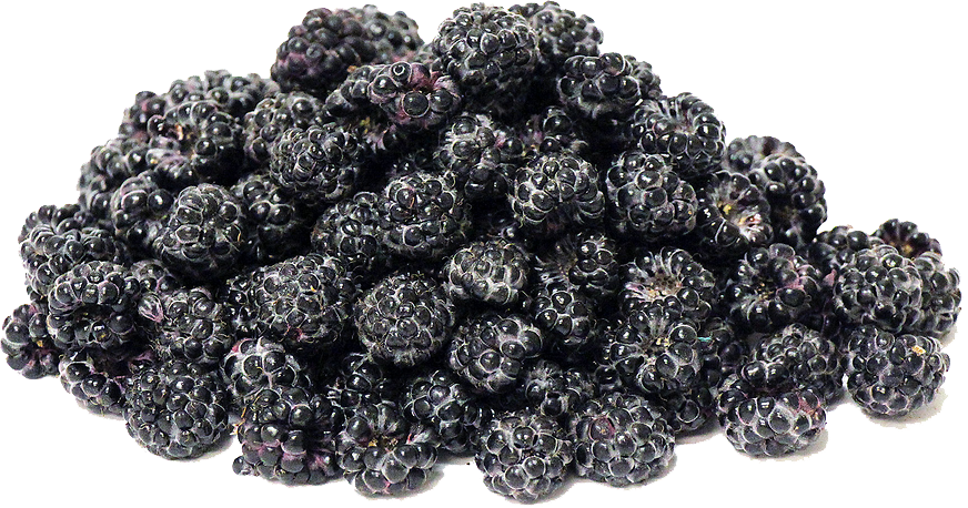 Dried Blackberry